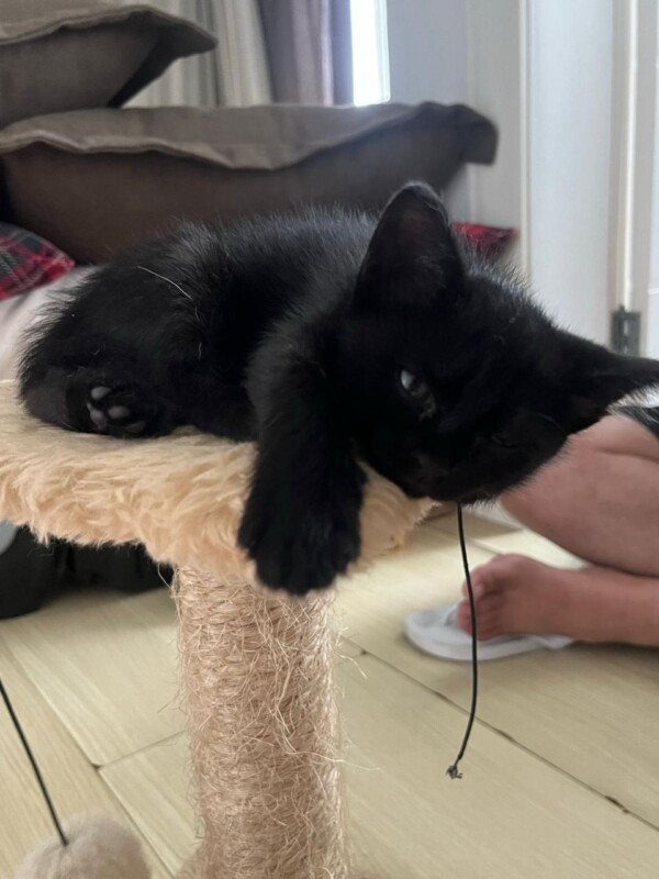 Gato Pequeno para adoção em Balneário Camboriú - Santa Catarina