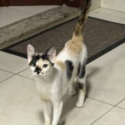 Gato porte medio para adoção em Contagem - Minas Gerais