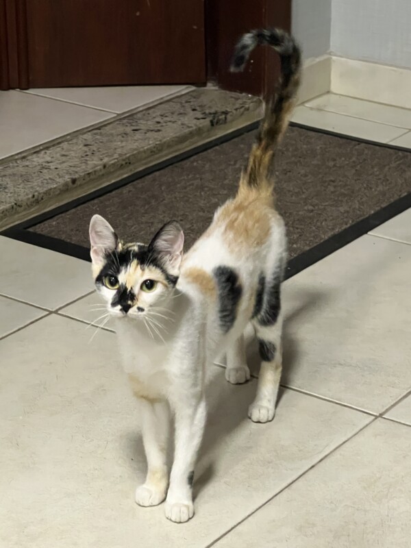 Gato Médio para adoção em Contagem - Minas Gerais