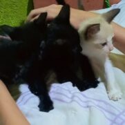 Gato porte pequeno para adoção em Cotia - São Paulo