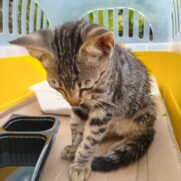 Gato porte medio para adoção em Porto Alegre - Rio Grande do Sul