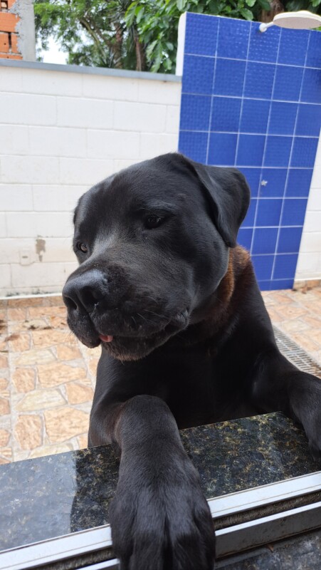 Cachorro Grande para adoção em Mogi das Cruzes - São Paulo