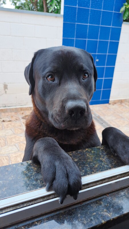 Cachorro Grande para adoção em Mogi das Cruzes - São Paulo
