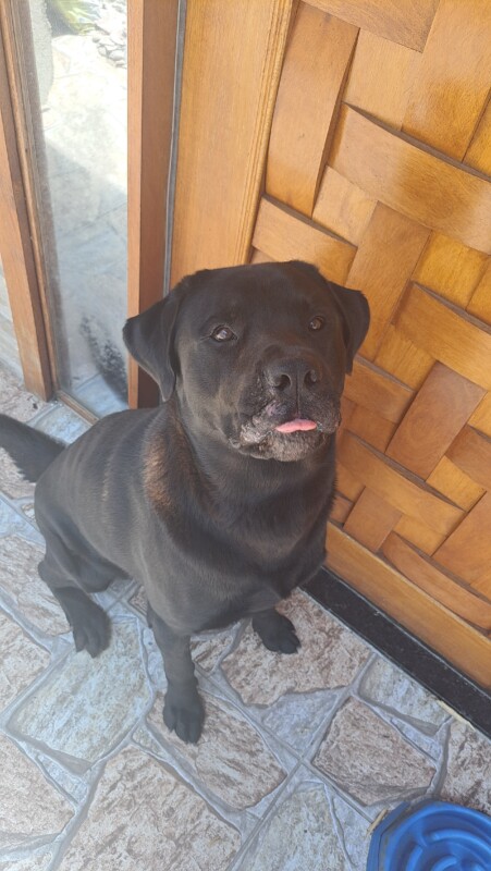 Cachorro Grande para adoção em Mogi das Cruzes - São Paulo