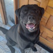 Cachorro porte grande para adoção em Mogi das Cruzes - São Paulo