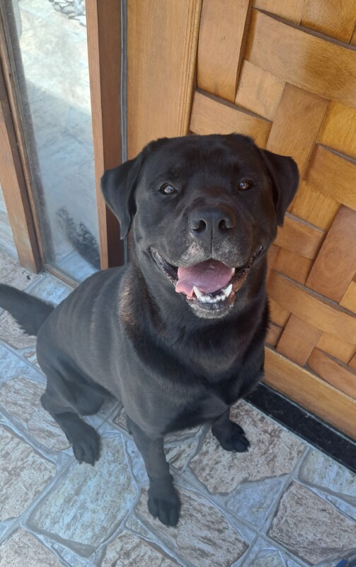 Cachorro Grande para adoção em Mogi das Cruzes - São Paulo