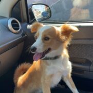 Cachorro porte medio para adoção em Belo Horizonte - Minas Gerais