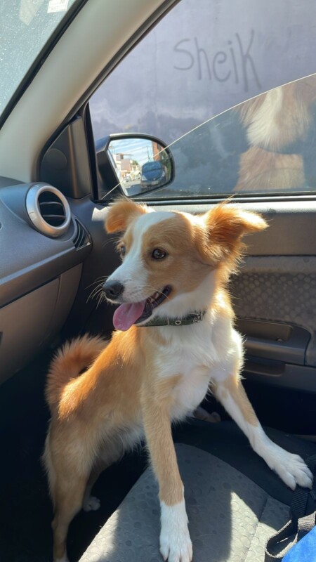 Cachorro Médio para adoção em Belo Horizonte - Minas Gerais