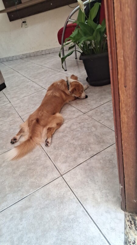 Cachorro Médio para adoção em Belo Horizonte - Minas Gerais