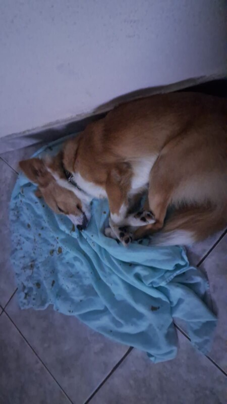Cachorro Médio para adoção em Belo Horizonte - Minas Gerais