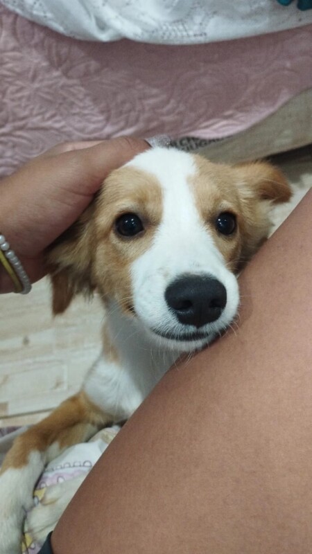 Cachorro Médio para adoção em Belo Horizonte - Minas Gerais