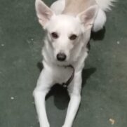 Cachorro porte medio para adoção em Itaquaquecetuba - São Paulo