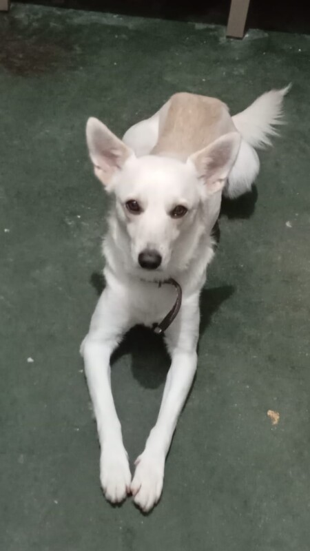 Cachorro Médio para adoção em Itaquaquecetuba - São Paulo