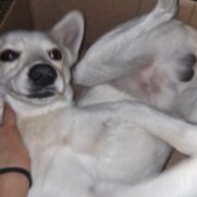 Cachorro porte medio para adoção em Itaquaquecetuba - São Paulo