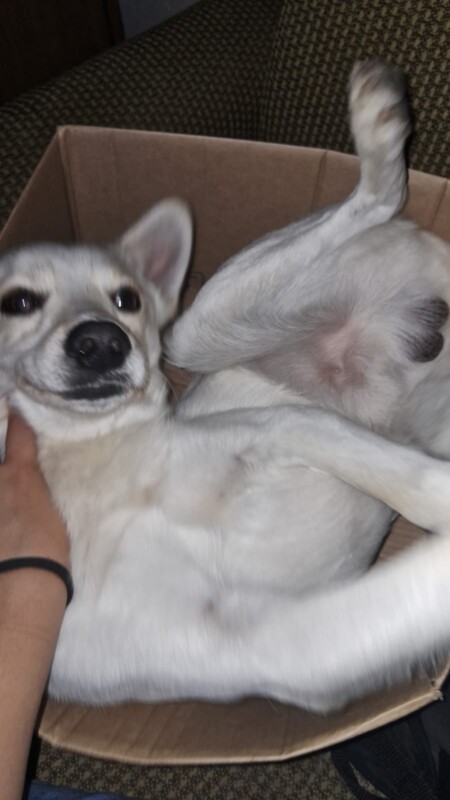 Cachorro Médio para adoção em Itaquaquecetuba - São Paulo