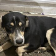 Cachorro porte grande para adoção em Carapicuíba - São Paulo