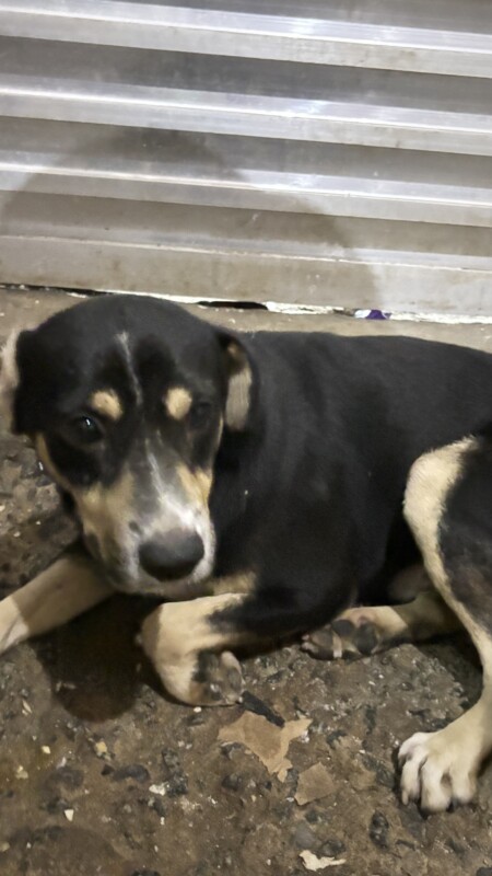 Cachorro Grande para adoção em Carapicuíba - São Paulo
