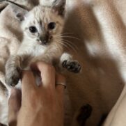 Gato porte pequeno para adoção em Carapicuíba - São Paulo