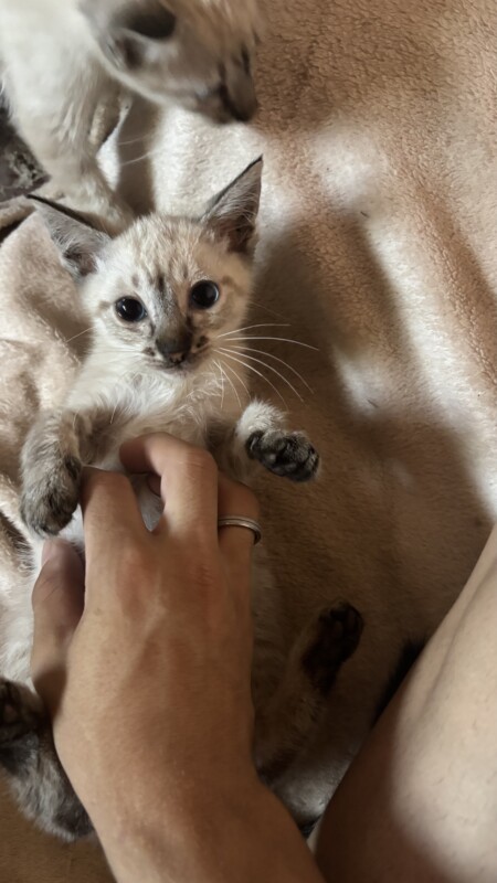 Gato Pequeno para adoção em Carapicuíba - São Paulo