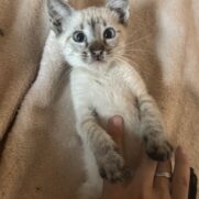 Gato porte pequeno para adoção em Carapicuíba - São Paulo