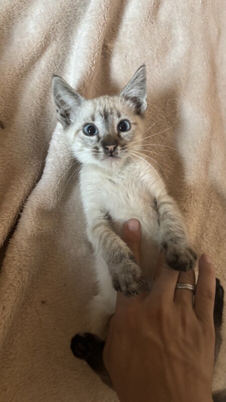 Gato Pequeno para adoção em Carapicuíba - São Paulo