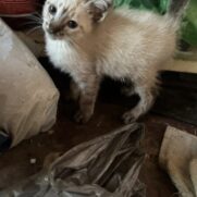 Gato porte pequeno para adoção em Carapicuíba - São Paulo
