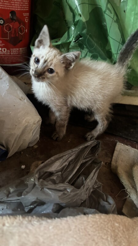 Gato Pequeno para adoção em Carapicuíba - São Paulo