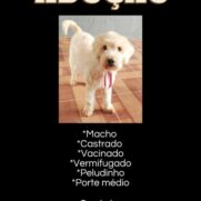 Cachorro porte medio para adoção em Brasília - Distrito Federal