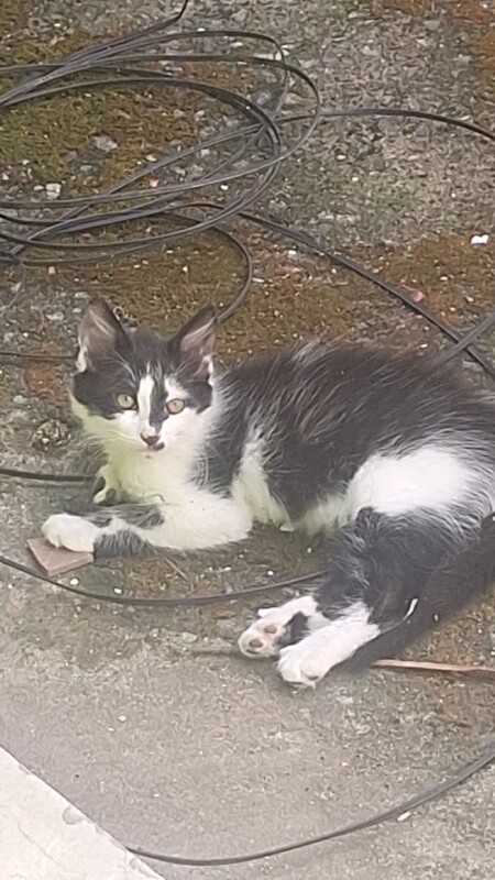 Gato Pequeno para adoção em Contagem - Minas Gerais