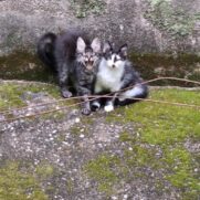Gato porte pequeno para adoção em Contagem - Minas Gerais
