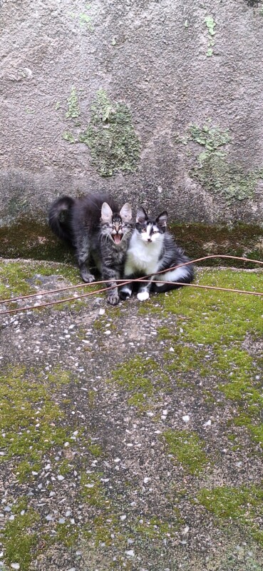 Gato Pequeno para adoção em Contagem - Minas Gerais