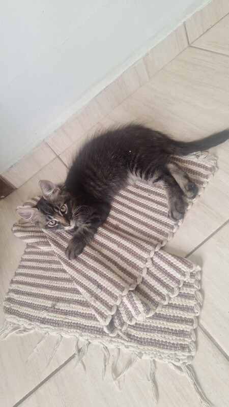 Gato Pequeno para adoção em Contagem - Minas Gerais