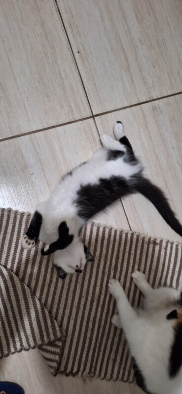 Gato Pequeno para adoção em Contagem - Minas Gerais
