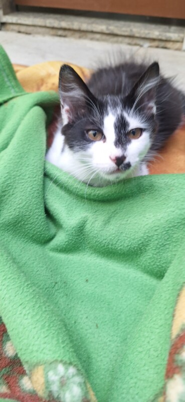 Gato Pequeno para adoção em Contagem - Minas Gerais