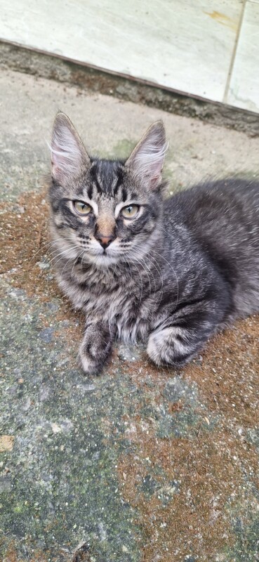 Gato Pequeno para adoção em Contagem - Minas Gerais