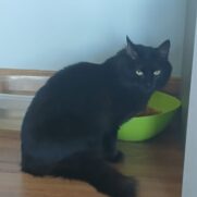Gato porte pequeno para adoção em Porto Alegre - Rio Grande do Sul
