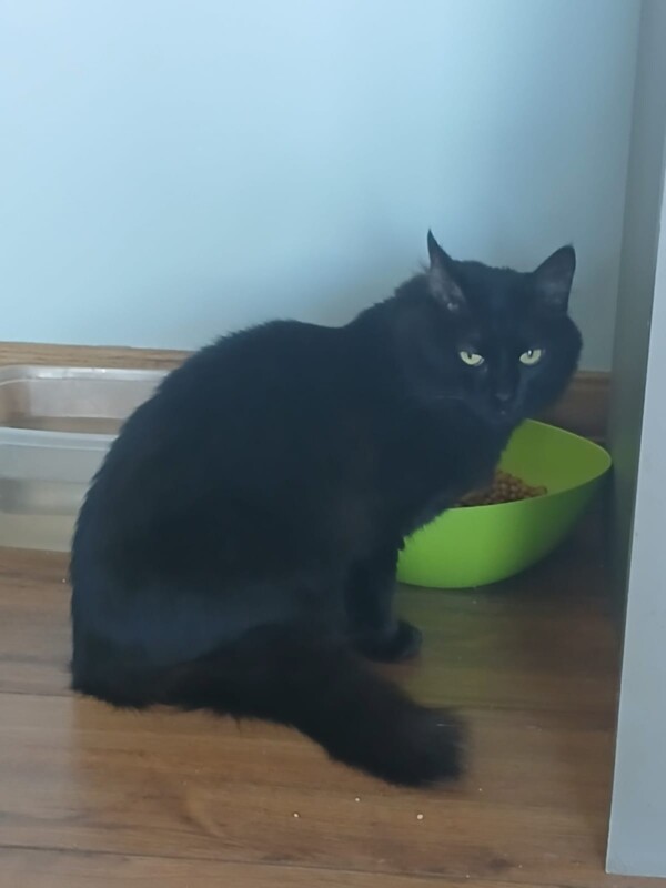 Gato Pequeno para adoção em Porto Alegre - Rio Grande do Sul