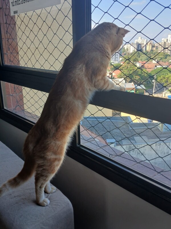 Gato Pequeno para adoção em Porto Alegre - Rio Grande do Sul