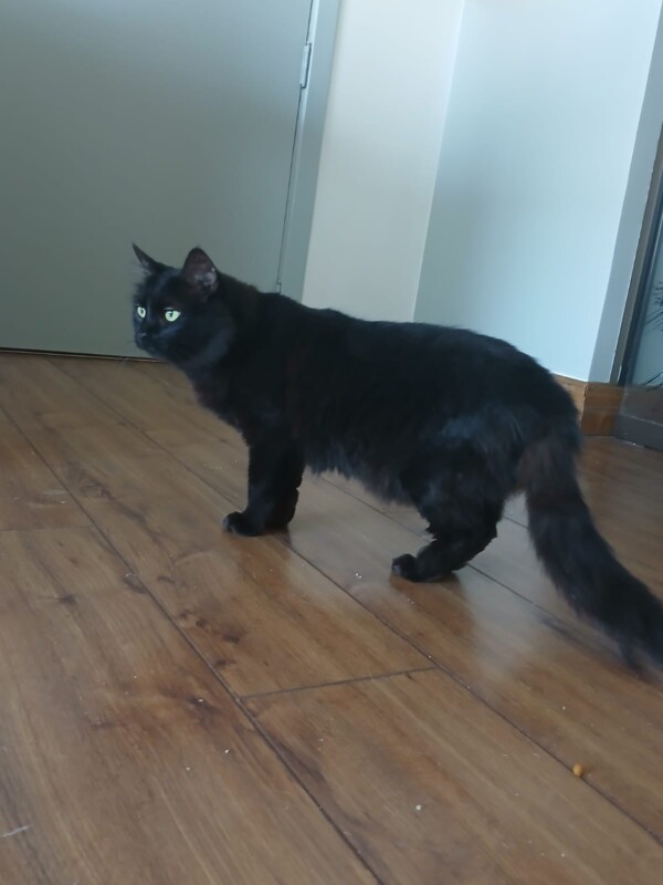Gato Pequeno para adoção em Porto Alegre - Rio Grande do Sul