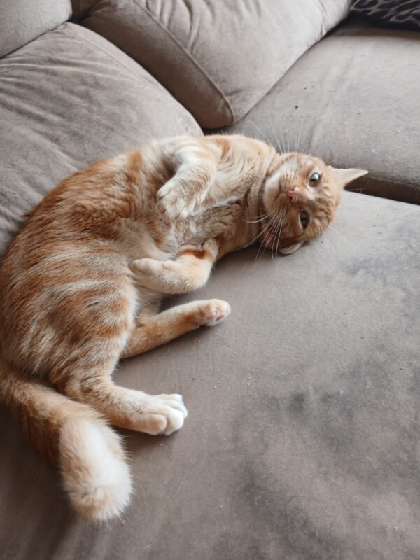 Gato Pequeno para adoção em Porto Alegre - Rio Grande do Sul