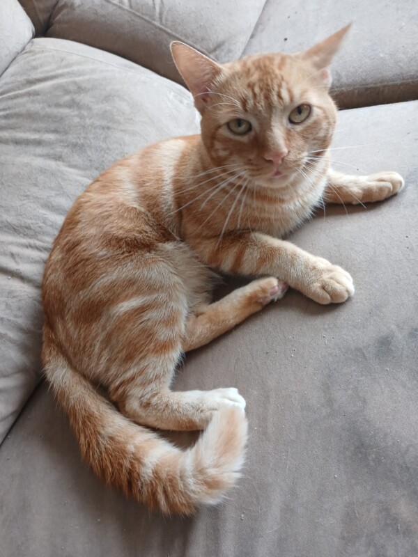 Gato Pequeno para adoção em Porto Alegre - Rio Grande do Sul
