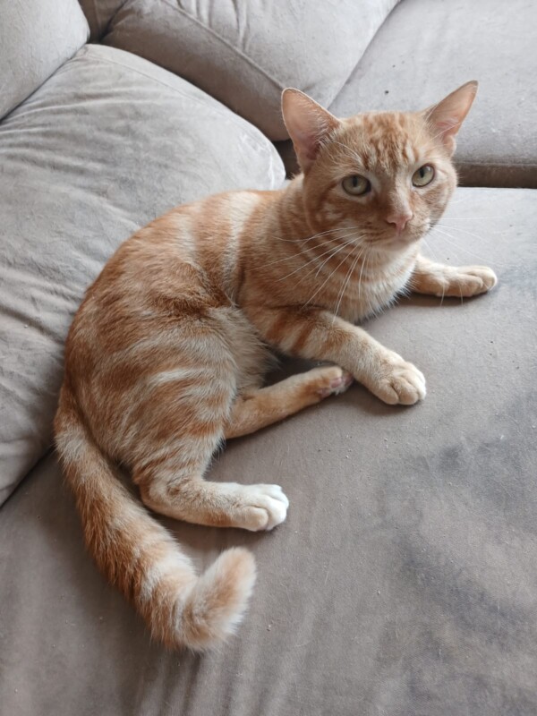 Gato Pequeno para adoção em Porto Alegre - Rio Grande do Sul