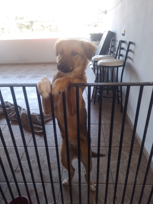 Cachorro Grande para adoção em Salto - São Paulo