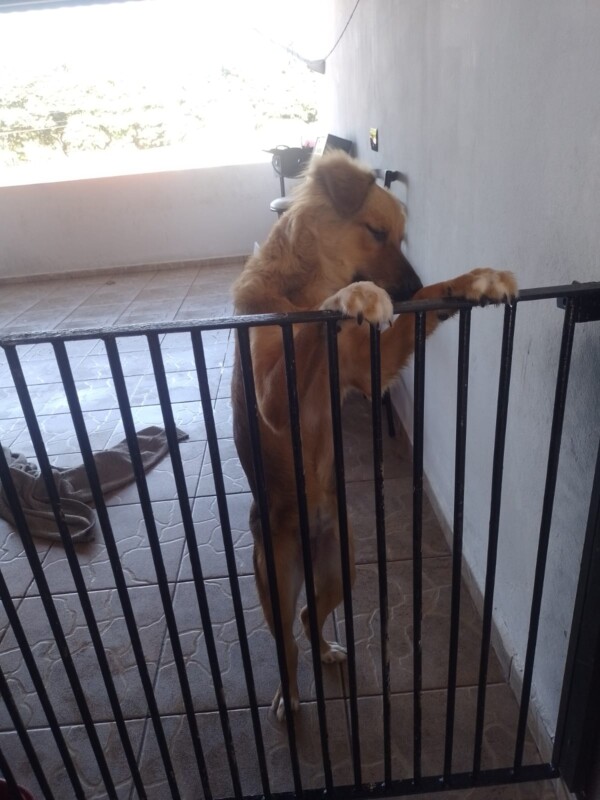 Cachorro Grande para adoção em Salto - São Paulo