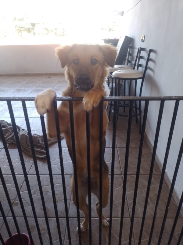 Cachorro Grande para adoção em Salto - São Paulo