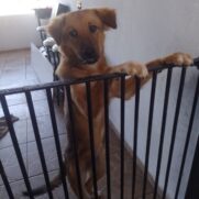 Cachorro porte grande para adoção em Salto - São Paulo