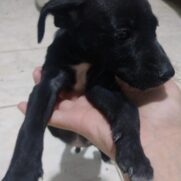 Cachorro porte pequeno para adoção em Nilópolis - Rio de Janeiro