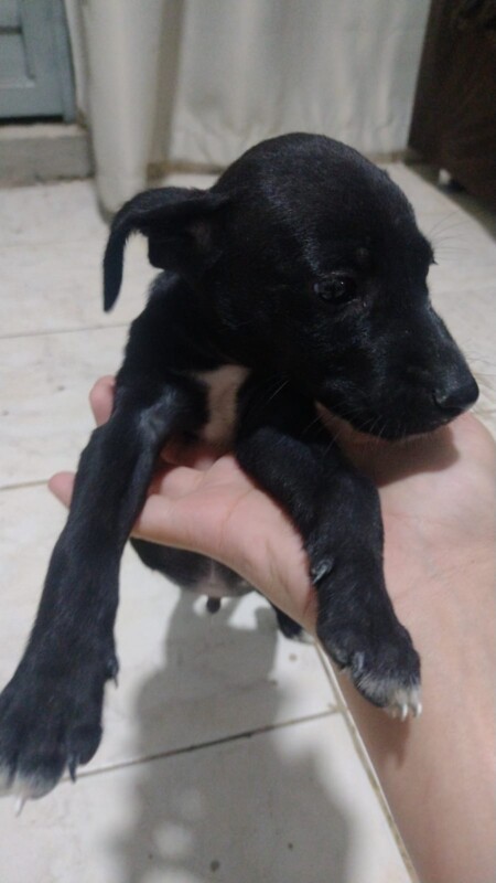 Cachorro Pequeno para adoção em Nilópolis - Rio de Janeiro