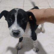 Cachorro porte pequeno para adoção em Nilópolis - Rio de Janeiro