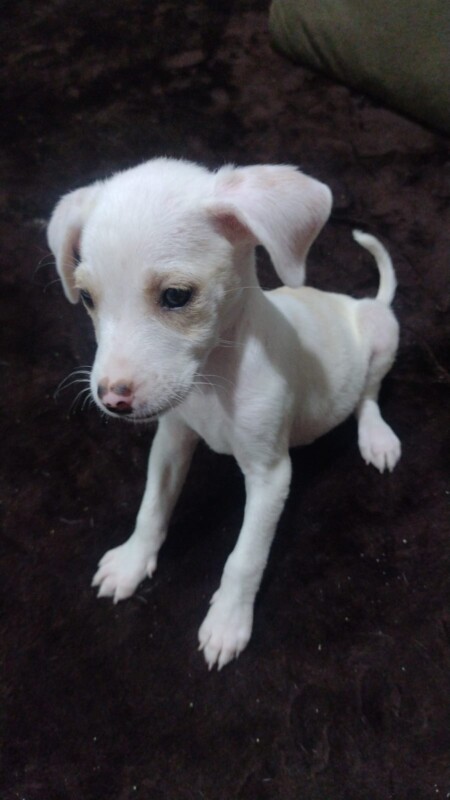 Cachorro Pequeno para adoção em Nilópolis - Rio de Janeiro